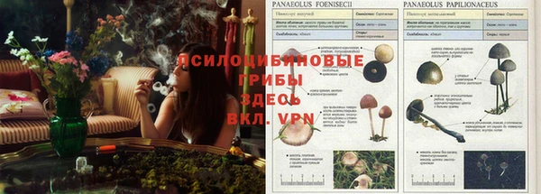 индика Алексин